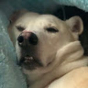 Meet your Posher, Annabel